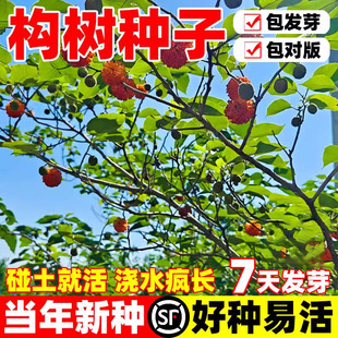 构树种子籽沙纸树杨梅构桃树构乳树楮树种子四季庭院构树种子杂交