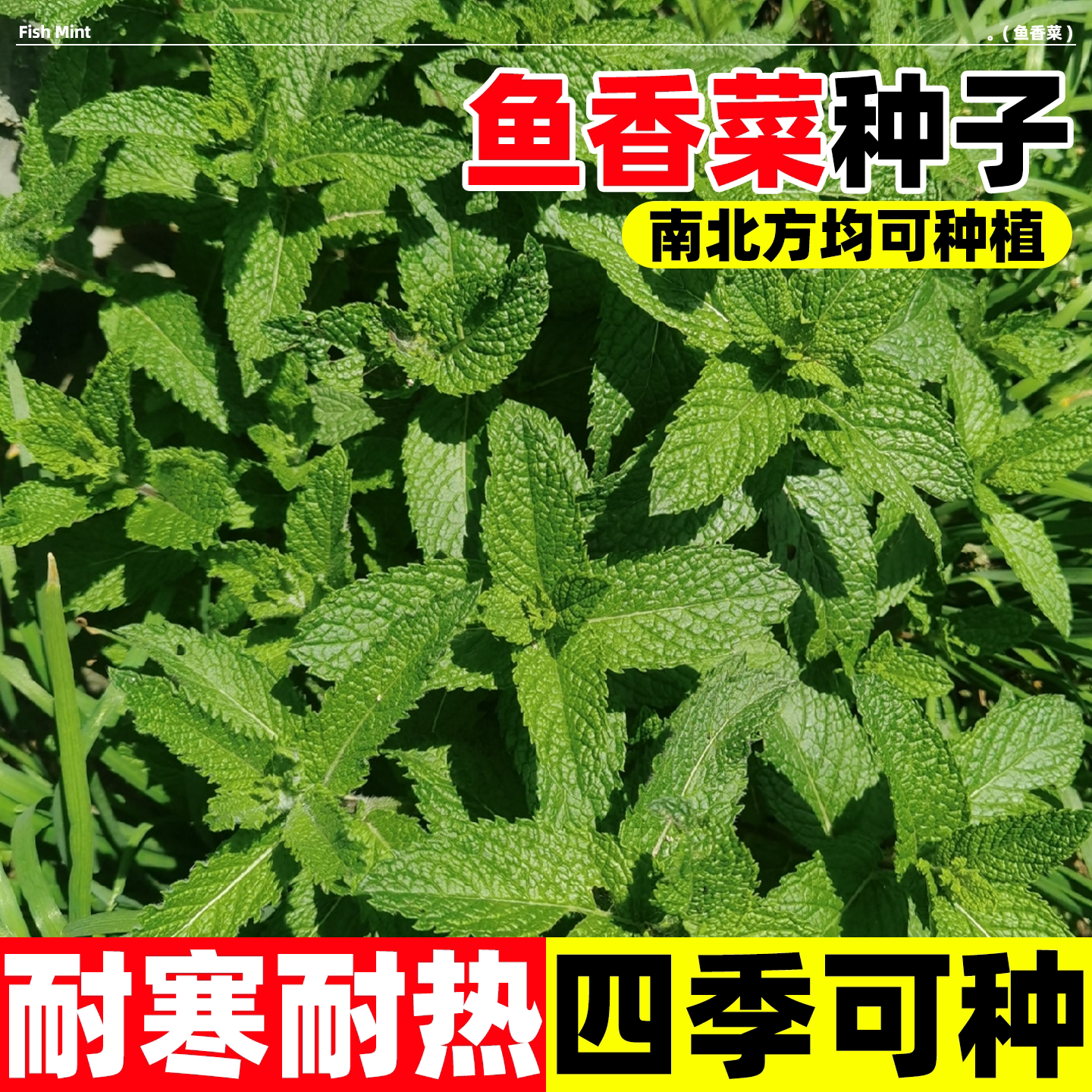 野生鱼香菜种子食用鱼香草留兰香可种香草香料野菜多年生草本植物