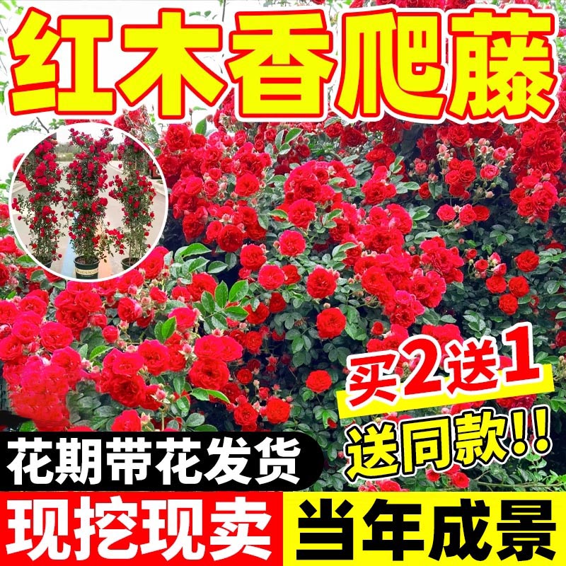 红木香爬藤花苗庭院植物蔷薇图片