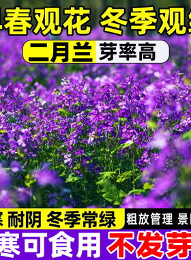 二月兰花种子四季春秋播籽