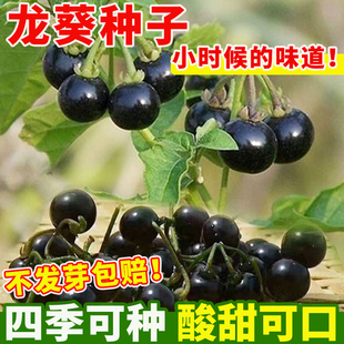 龙葵果种龙葵种籽东北黑黝黝籽四季蔬菜种子东北黑悠悠种子千杞悠