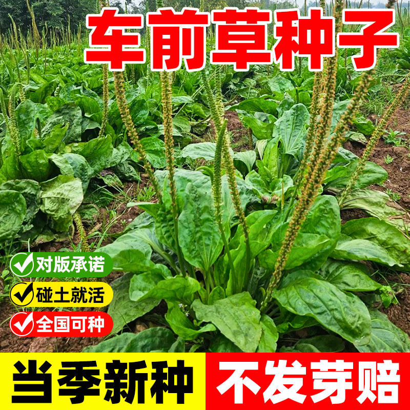 车前草种子食用四季播种野生车前子种籽中药药材室外庭院阳台盆栽