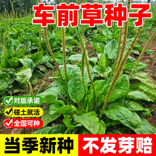 车前草种子野生籽食用四季
