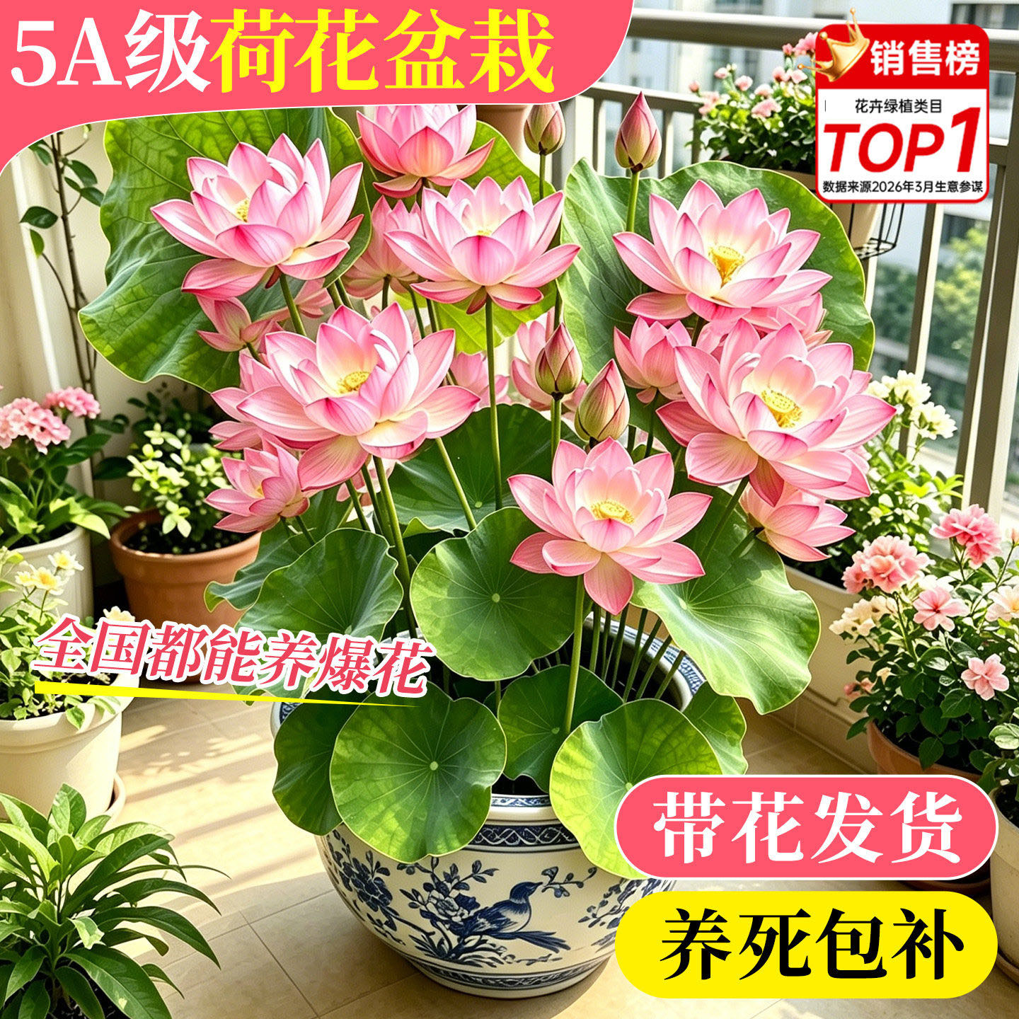 荷花盆栽水养观赏成品带花苞苗重