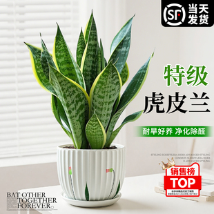 金边虎皮兰绿植盆栽除室内甲醛桌面植物花卉净化空气好养虎尾兰苗