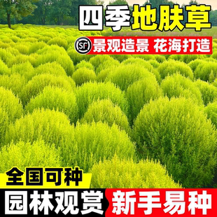 地肤草盆栽孔雀松阳台庭院扫帚草花苗成品多年生造景搭配景观植物