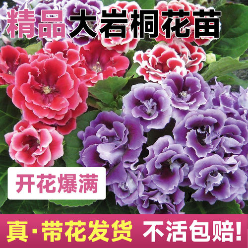 大岩桐盆栽大富贵芙蓉花重瓣带