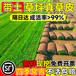 草皮带土草坪耐寒别墅花园庭院绿化植物四季青马尼拉草坪草皮带土