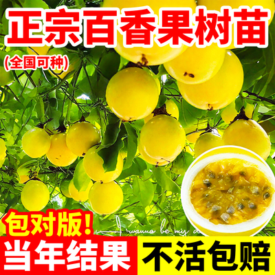 百香果树苗广西纯甜九号四