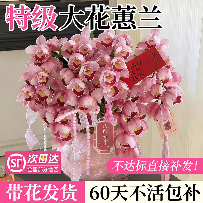 大花蕙兰带花苞过年客厅室内鲜花