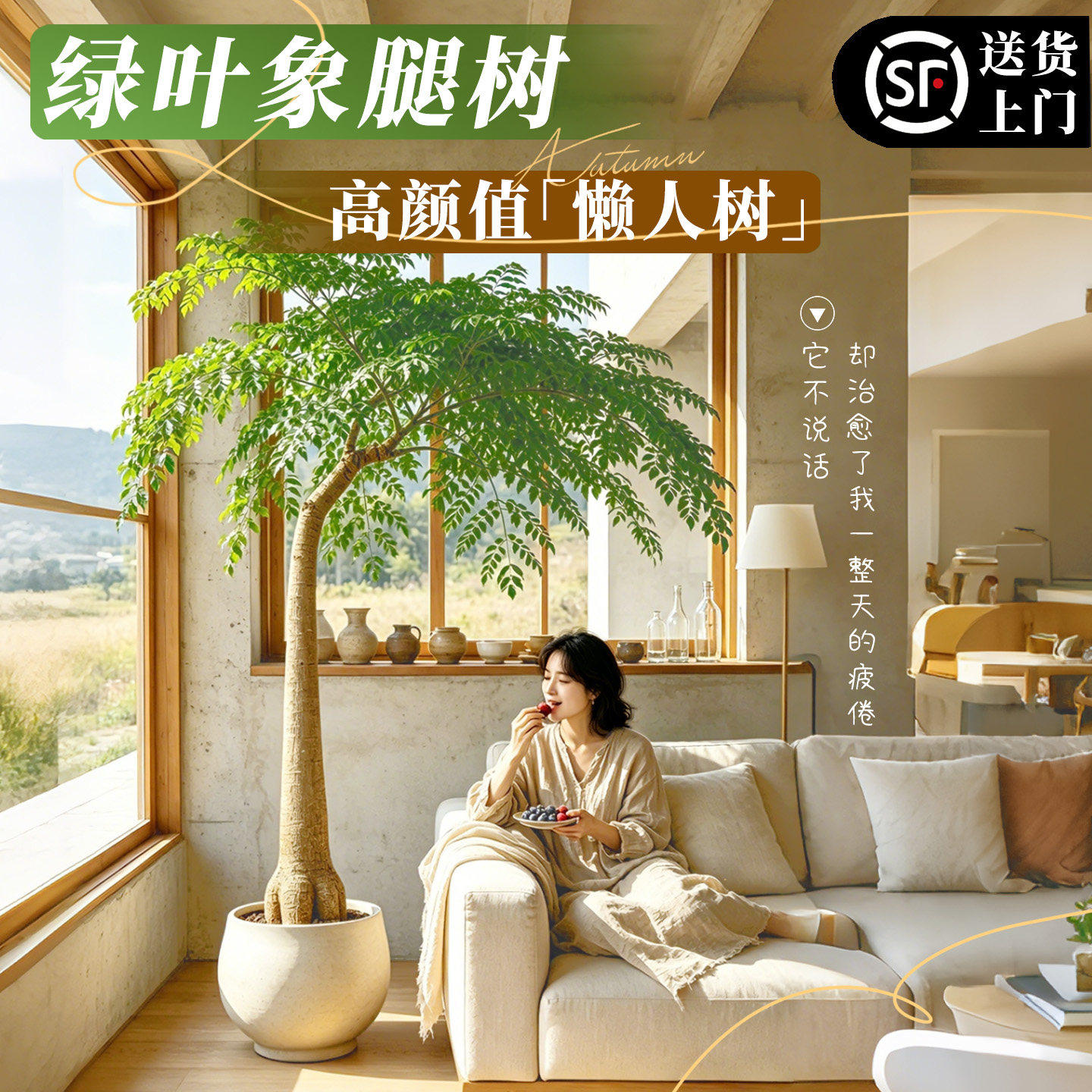 网红造型象腿树大型绿植盆栽室内
