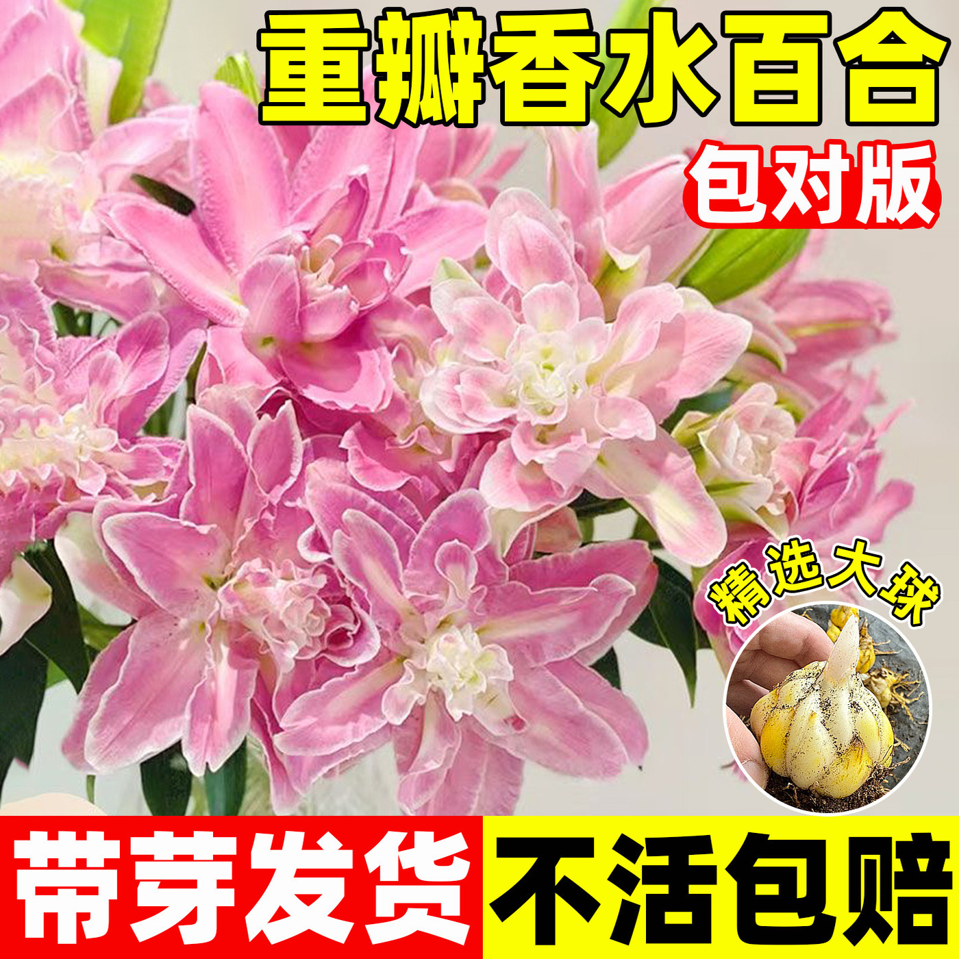 香水百合种球重瓣开花特大种植