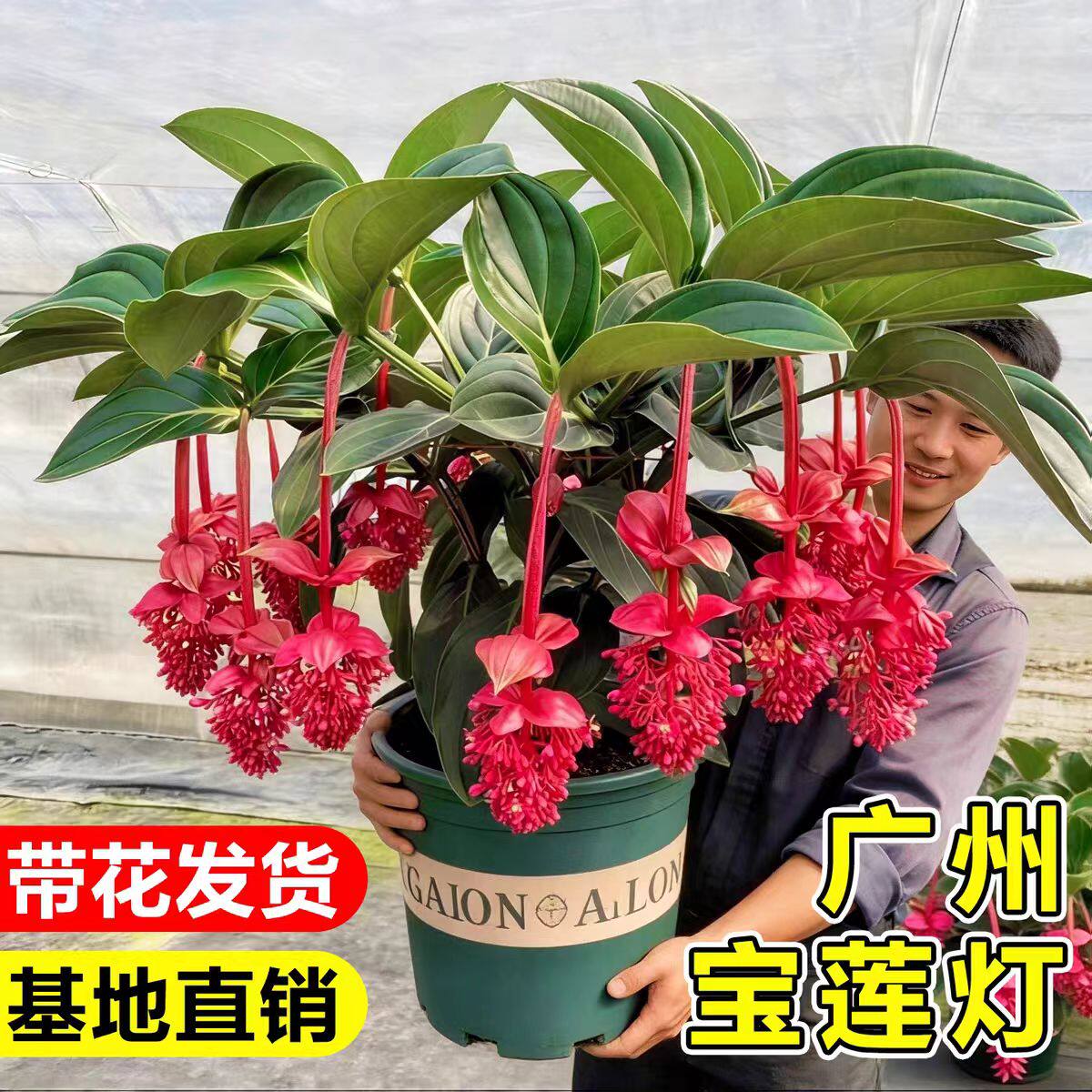 宝莲灯盆栽带花苞大苗高级花卉室