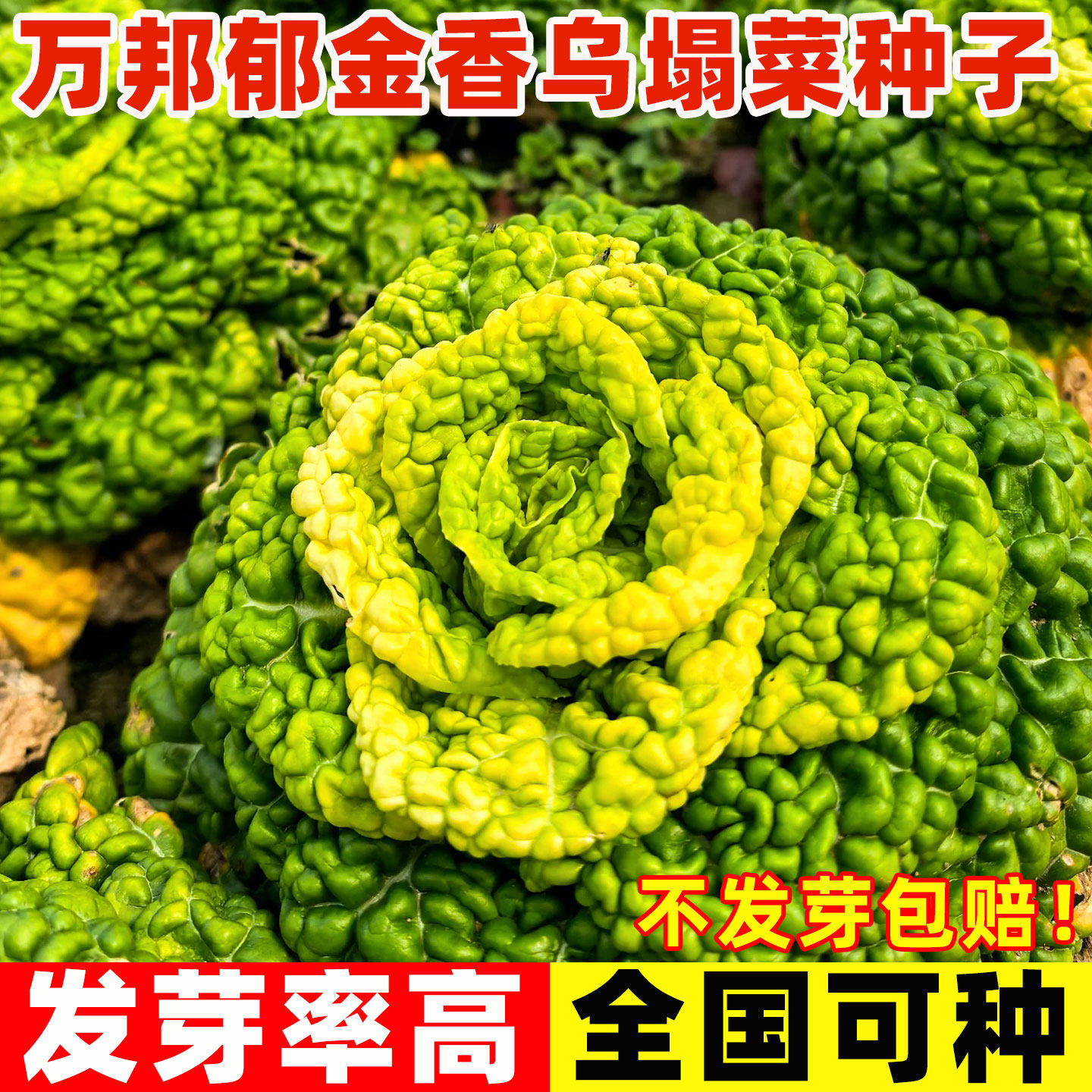 万帮玉金香乌塌菜种籽奶油黄心乌黑心乌塔菜种子耐寒抗冻小白菜苗