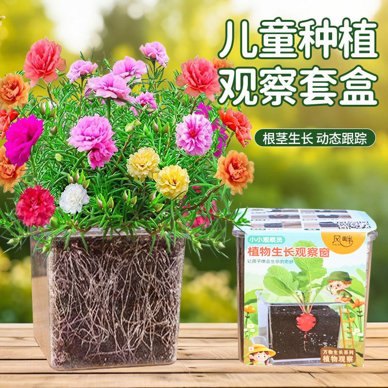 儿童种植太阳花种籽实验套装小盆栽草莓除虫菊种子四季开花易成活