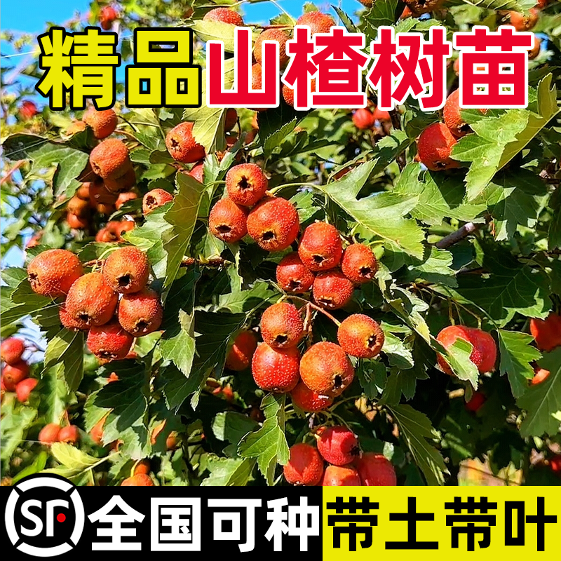 山楂树果苗嫁接苗高产大金星五菱