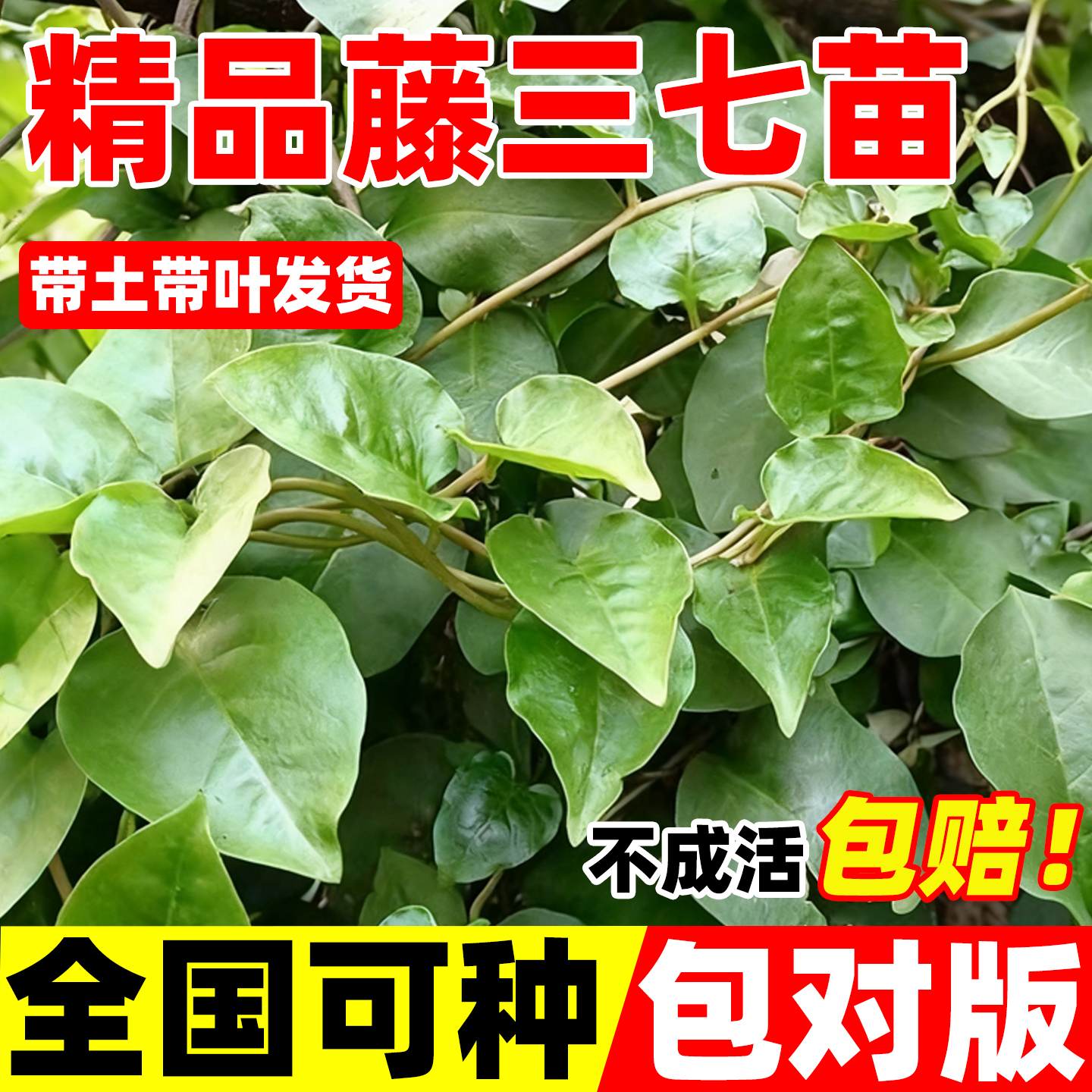 藤三七中药植物苗盆栽食用药用