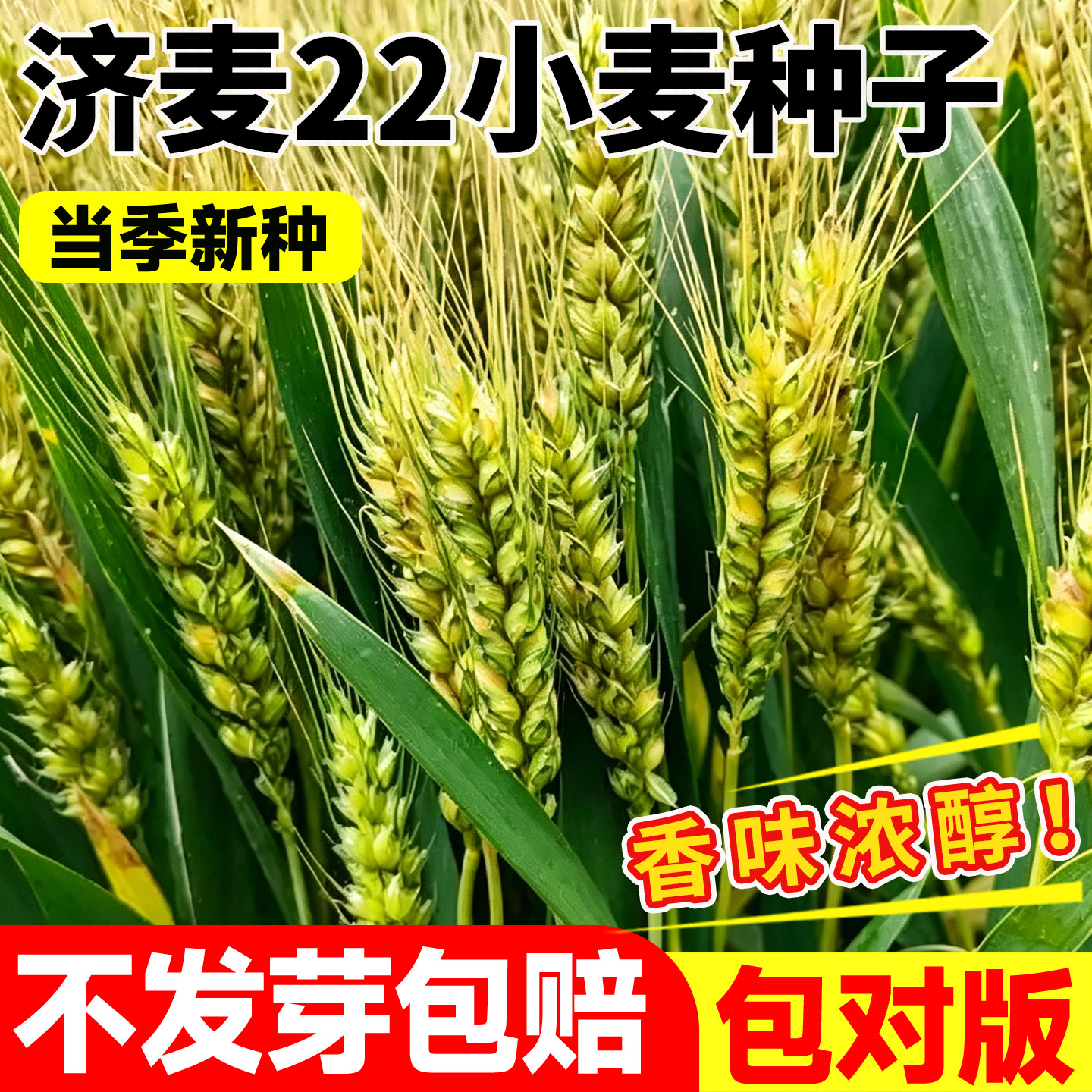 国审济麦22小麦种子优质强筋大