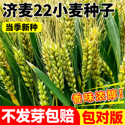国审济麦22小麦种子优质强筋大