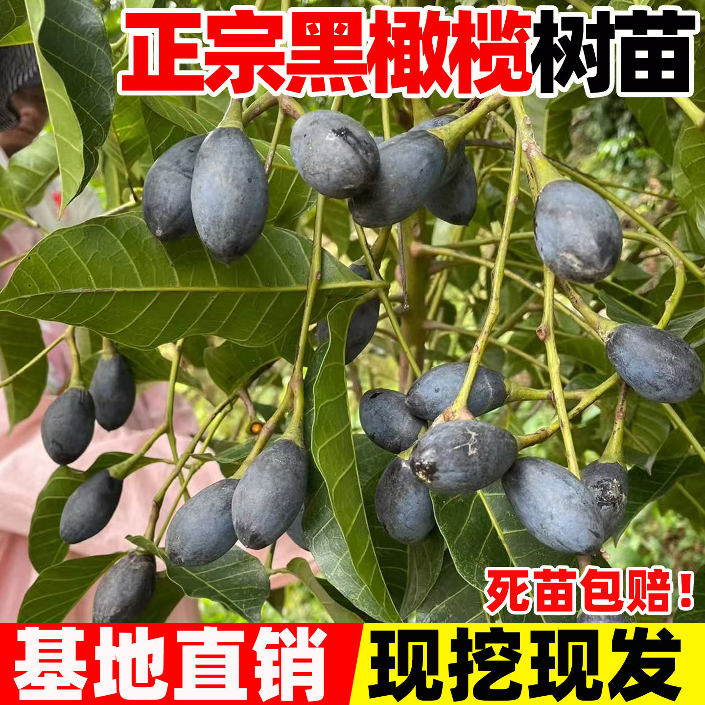 黑橄榄树嫁接吊思茅乌橄榄苗老桩水果树苗南方种植当年结果带土叶