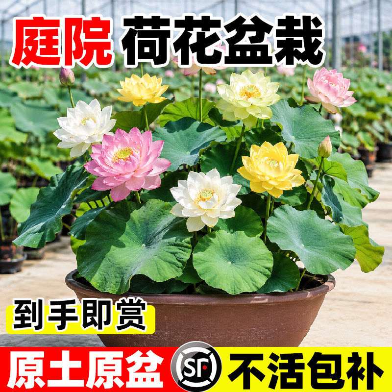 荷花盆栽重瓣观赏藕苗水培庭院水