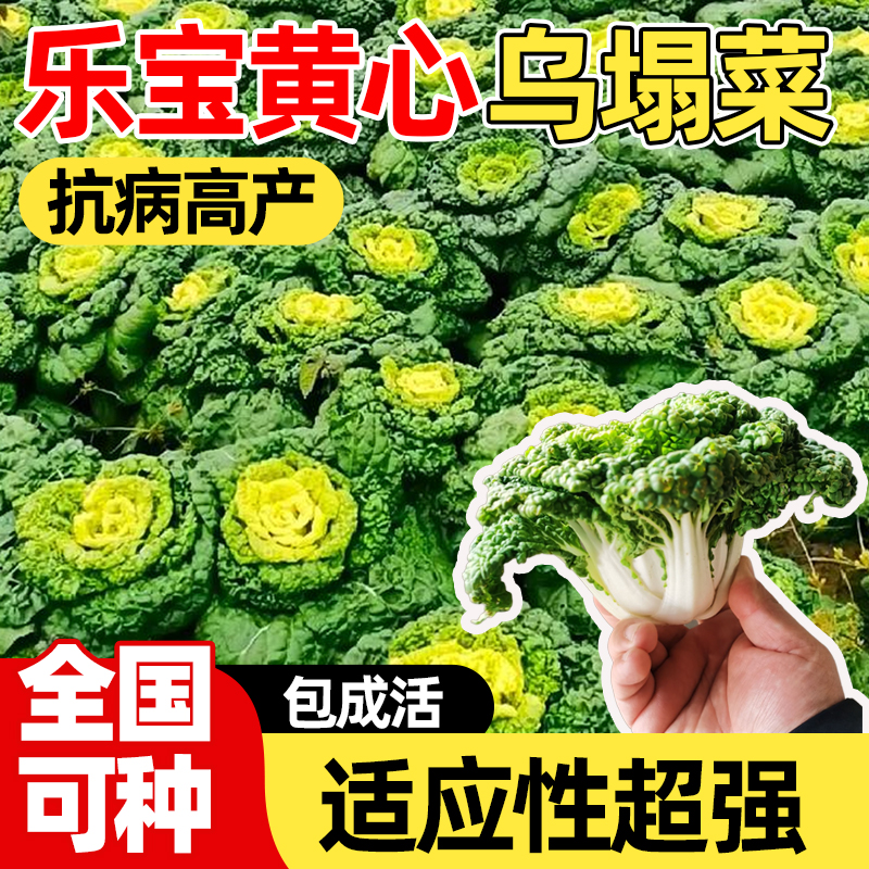 乐宝黄心乌塌菜种子四季白菜苗满