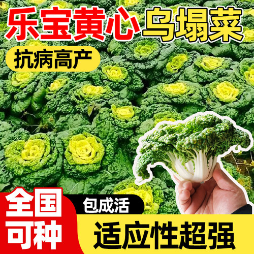 乐宝黄心乌塌菜种子四季白菜苗满