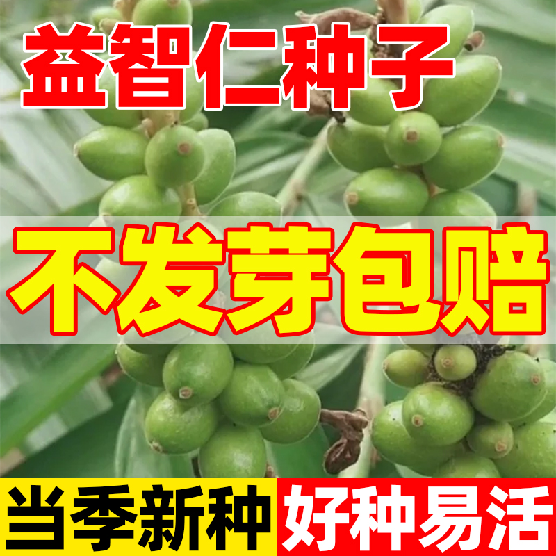 益智种子益智仁姜科山姜摘艼子中草药材果子多年生草本植物种籽孑