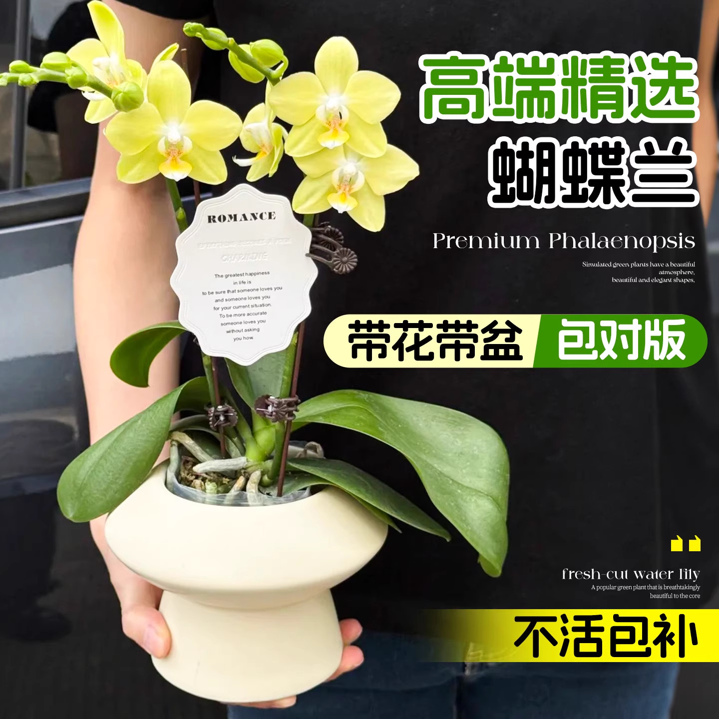 蝴蝶兰带花盆栽客厅室内轻奢高级