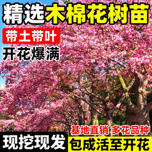 木棉花树苗红花木棉盆栽地栽大腹老桩庭院绿植四季花叶南北方种植