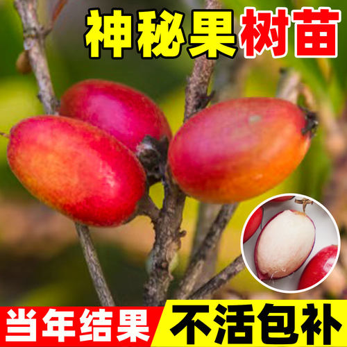 神秘果树苗盆栽云南鲜干变