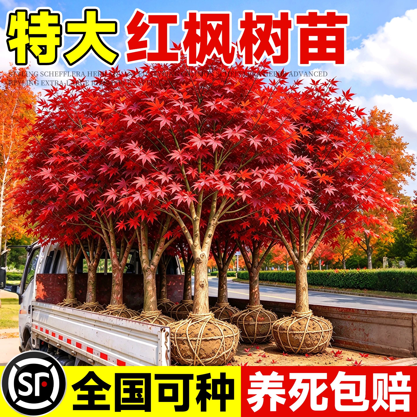 日本红枫树苗四季红舞姬造型枫叶