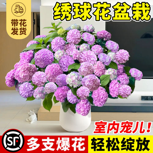 绣球花盆栽带花苞室内绣球花苗四