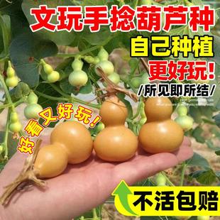 种植庭院阳台爬藤观赏植物文玩葫芦苗 小葫芦种籽手捻葫芦种子四季