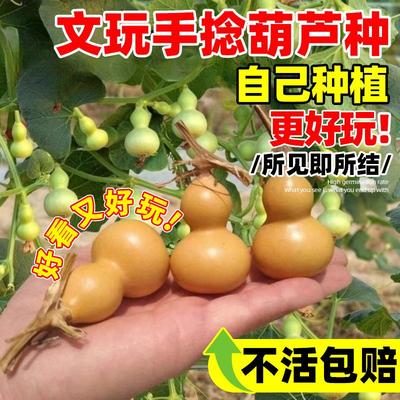 小葫芦种籽手捻葫芦种子四季种植