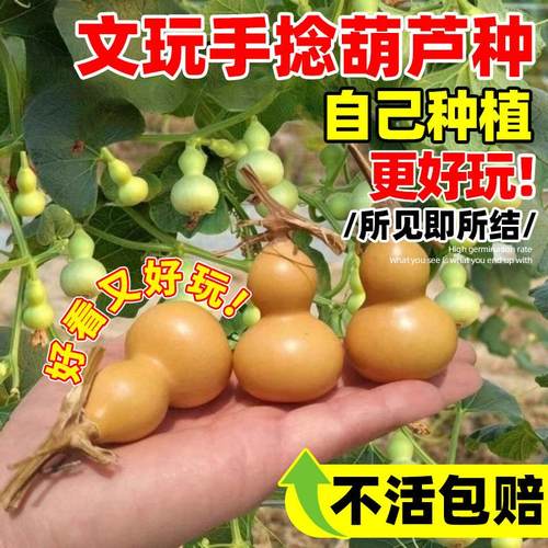 小葫芦种籽手捻葫芦种子四季种植