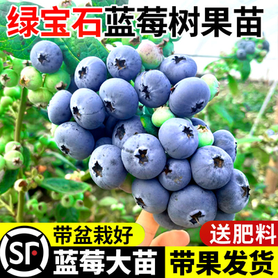 绿宝石蓝莓树果苗特大号盆