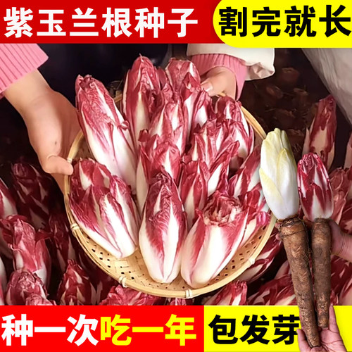 紫玉兰菜根苗金种籽子孑软