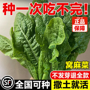 皱叶窝麻菜种子春菜蔬菜种好吃甜脆窝麻菜易成活叶用莴苣麻菜种籽
