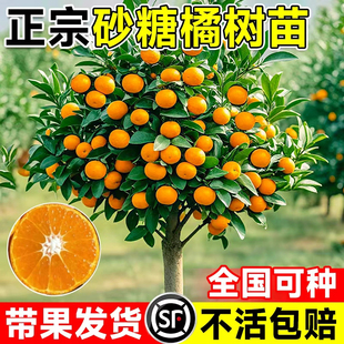 嫁接砂糖橘树苗当年结果广西金秋砂糖橘树无籽砂糖橘树苗盆栽地栽