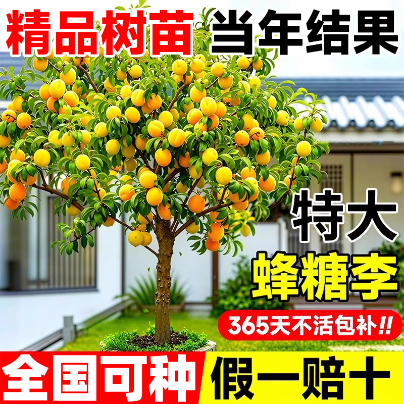 蜂糖李子树苗西梅苗南方北方