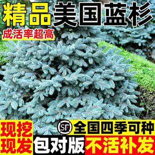 美国蓝杉科罗拉多蓝粉云杉彩色针叶树常青高档庭院树圣诞树种耐寒