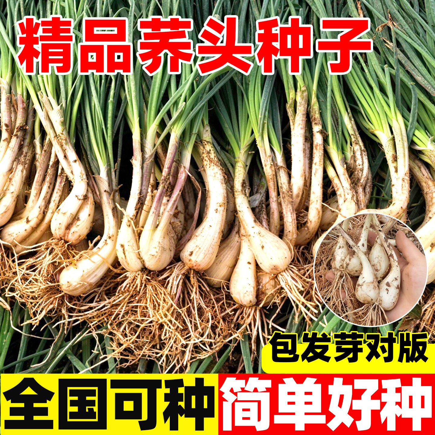 荞头农家藠头带根种子苗现挖江西新鲜教头乔叫头泡菜腌制甜酸特产