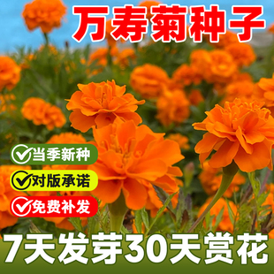 万寿菊种子四季开花重瓣万寿菊孑孔雀草花种子易活臭芙蓉花种籽子