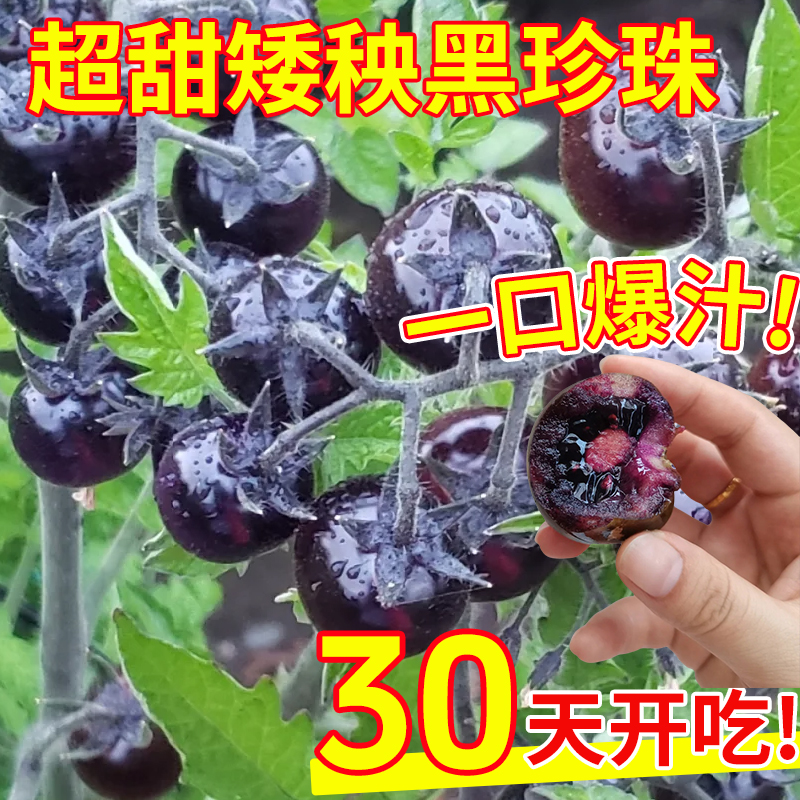 超甜矮秧黑珍珠番茄种子黑番茄苗