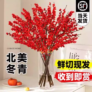 精品进口北美冬青鲜切枝水培植物鲜花束红果水养室内年宵花卉真花