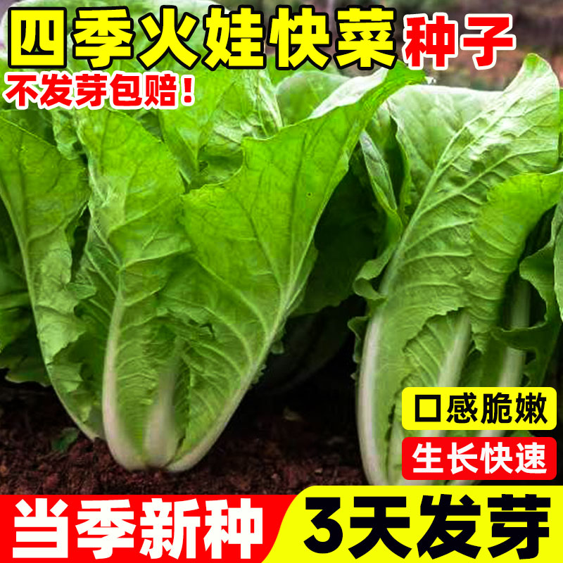 四季火娃快菜种子青菜种籽阳台庭图片