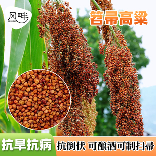 笤帚高粱种子扫把专用高粱种籽东北粮食晋粮五谷杂粮酿酒蔬菜种孑