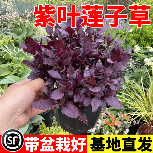 紫叶莲子草盆栽红莲子草花镜植物