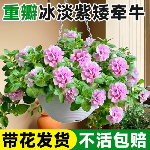 重瓣矮牵牛花苗盆栽带花苞室